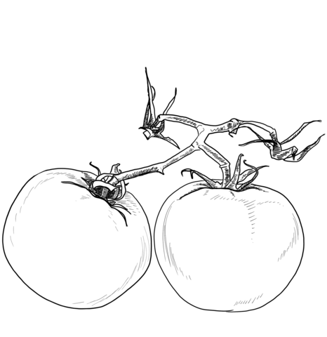 Two Tomatos Coloring Page